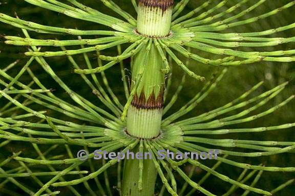 equisetum telmateia ssp braunii 2 graphic